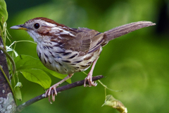 Pellorneum ruficeps