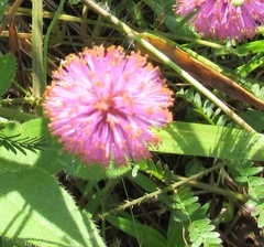 Mimosa nuttallii