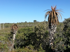 Aloe pluridens