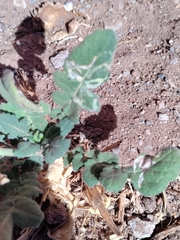 Liriomyza huidobrensis
