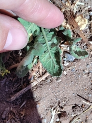 Liriomyza huidobrensis