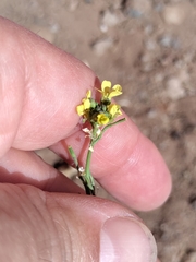 Liriomyza huidobrensis