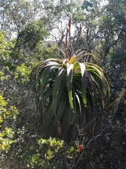 Aloe pluridens