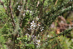 Leptospermum squarrosum