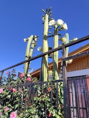 Trichocereus macrogonus