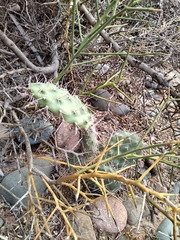 Opuntia sulphurea