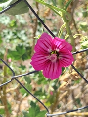 Malva assurgentiflora