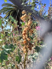 Malva assurgentiflora