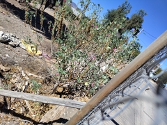 Malva assurgentiflora