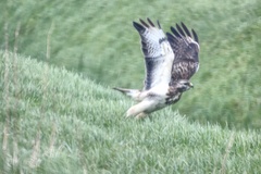 Buteo buteo