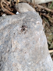 Menemerus semilimbatus