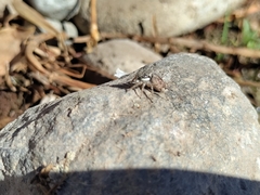 Menemerus semilimbatus