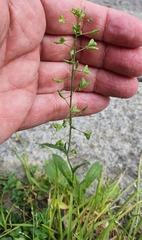 Capsella bursa-pastoris