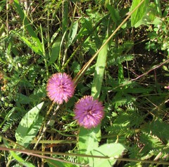 Mimosa nuttallii