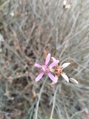 Hyalis argentea
