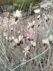 Hyalis argentea