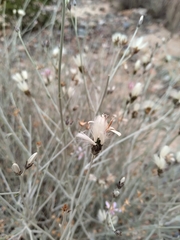 Hyalis argentea