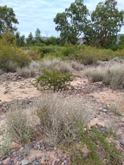 Hyalis argentea