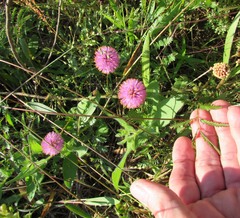 Mimosa nuttallii