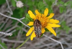 Acmaeodera miliaris