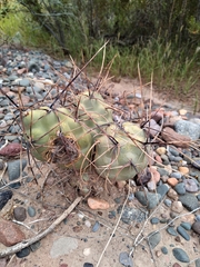 Tephrocactus aoracanthus