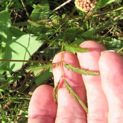 Mimosa nuttallii