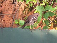 Accipiter tachiro tachiro