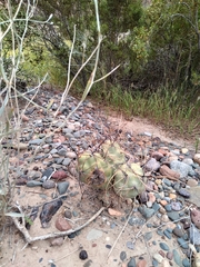 Tephrocactus aoracanthus