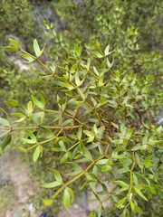 Larrea divaricata