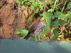 Accipiter tachiro tachiro
