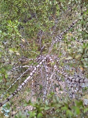 Larrea divaricata