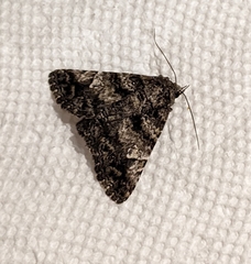Metria amella