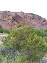 Larrea divaricata