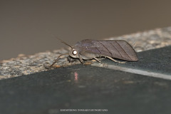 Asta quadrilinea