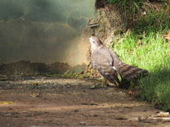 Accipiter tachiro tachiro
