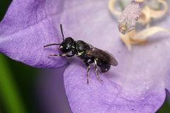 Hylaeus mesillae cressoni