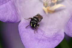 Hylaeus mesillae cressoni