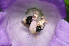Hylaeus mesillae cressoni