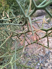 Hualania colletioides