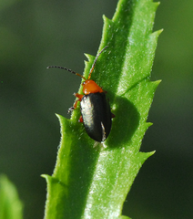Phrynocepha