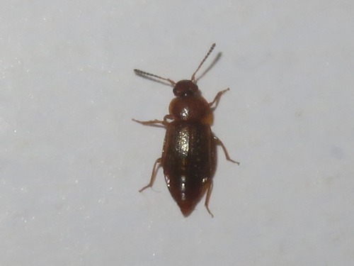 Anthobium unicolor, Wassenaar, Nederland, photo 7 of 10