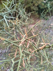 Hualania colletioides