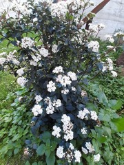 Viburnum tinus