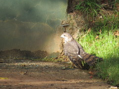Accipiter tachiro tachiro