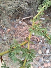 Parkinsonia praecox