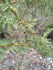 Parkinsonia praecox