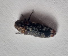 Coraebini