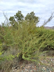 Parkinsonia praecox
