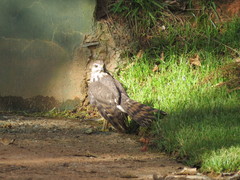 Accipiter tachiro tachiro
