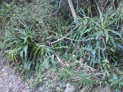 Dracaena aletriformis